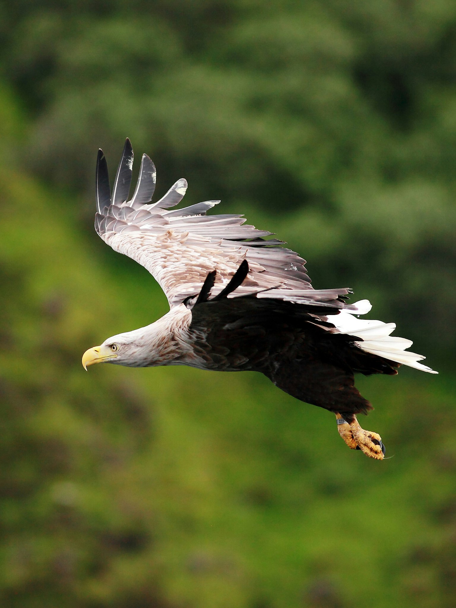 White-tailed eagle in flight.