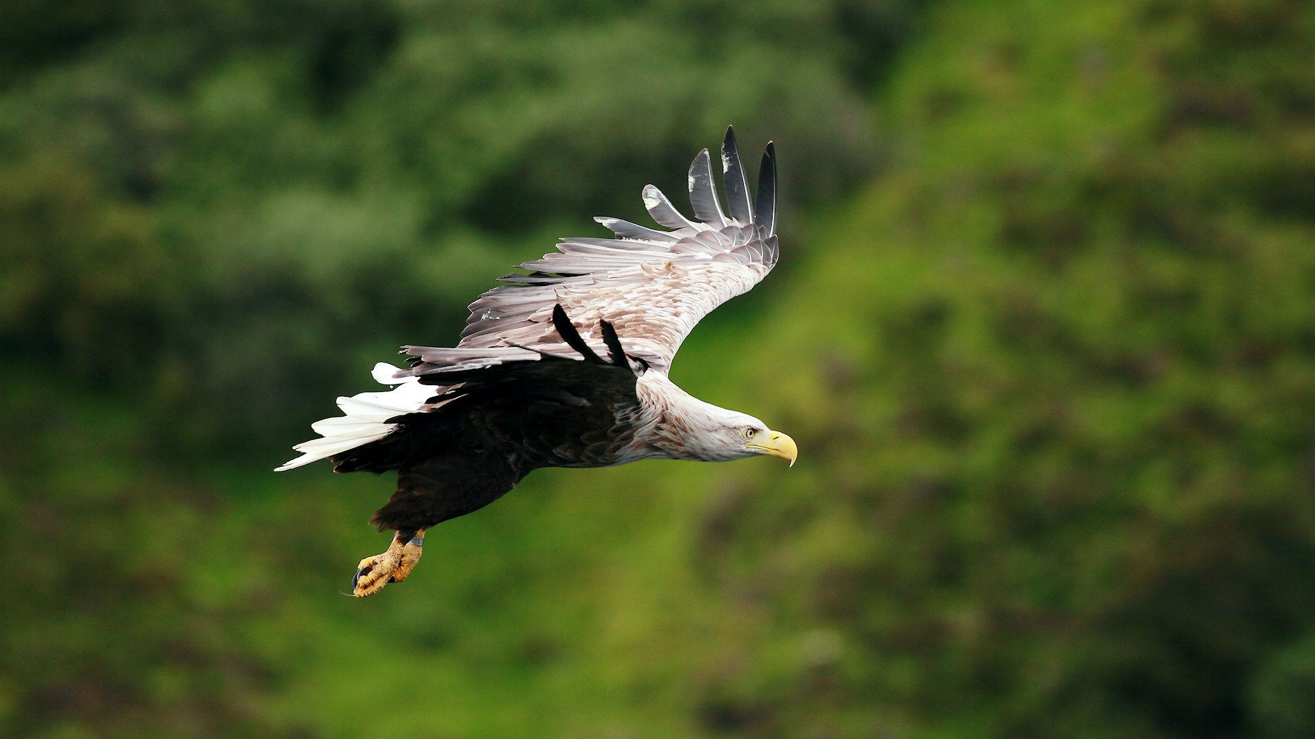 White tailed sea eagle