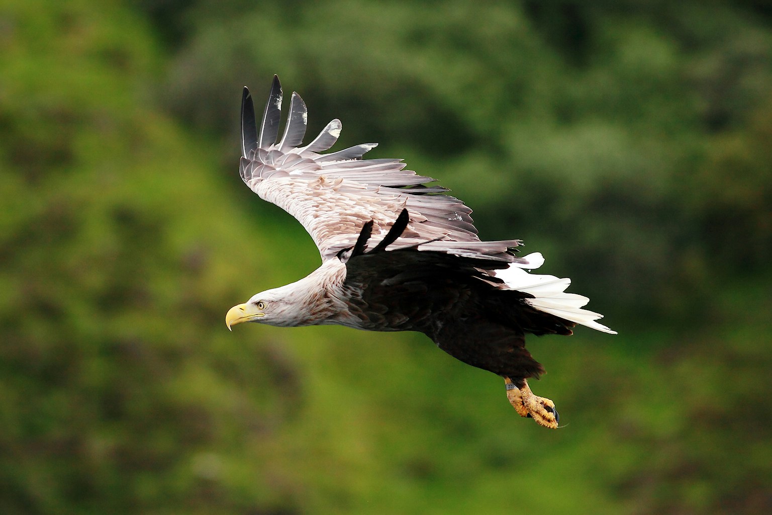White tailed sea eagle