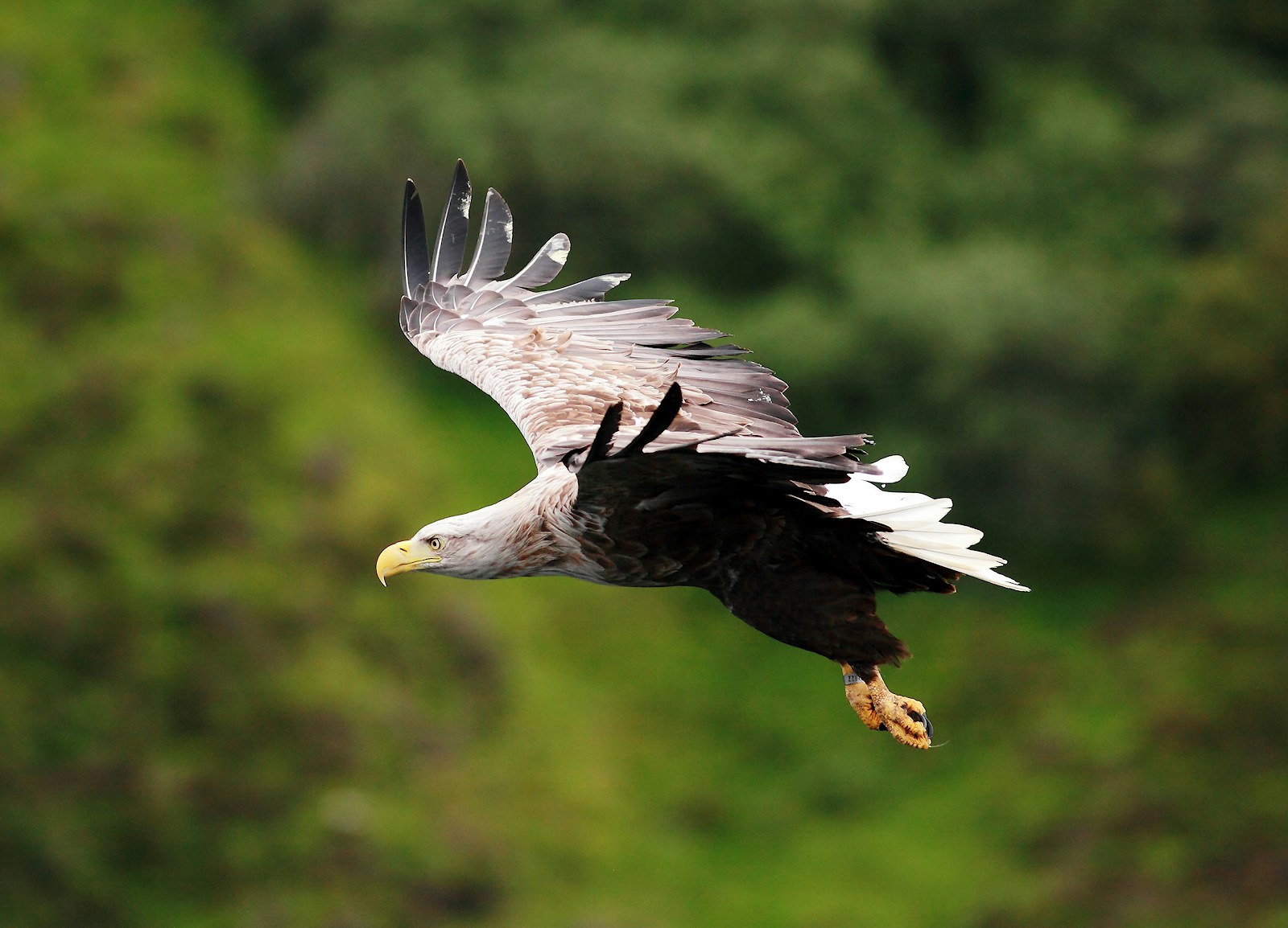 White tailed sea eagle