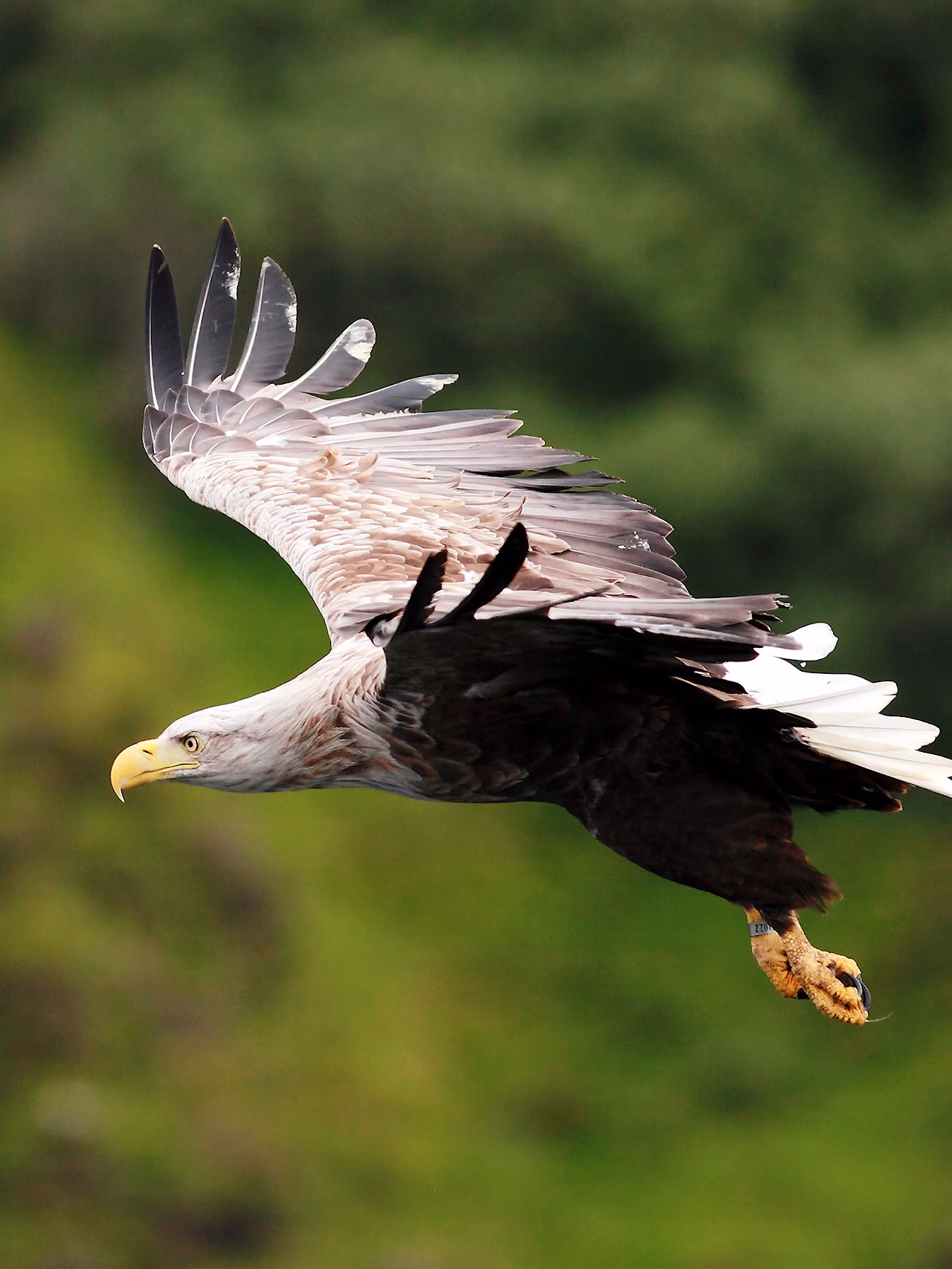 White tailed sea eagle