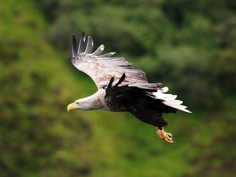 White tailed sea eagle
