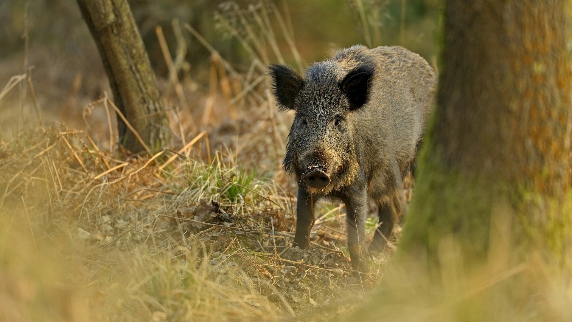 Wild boar in forest