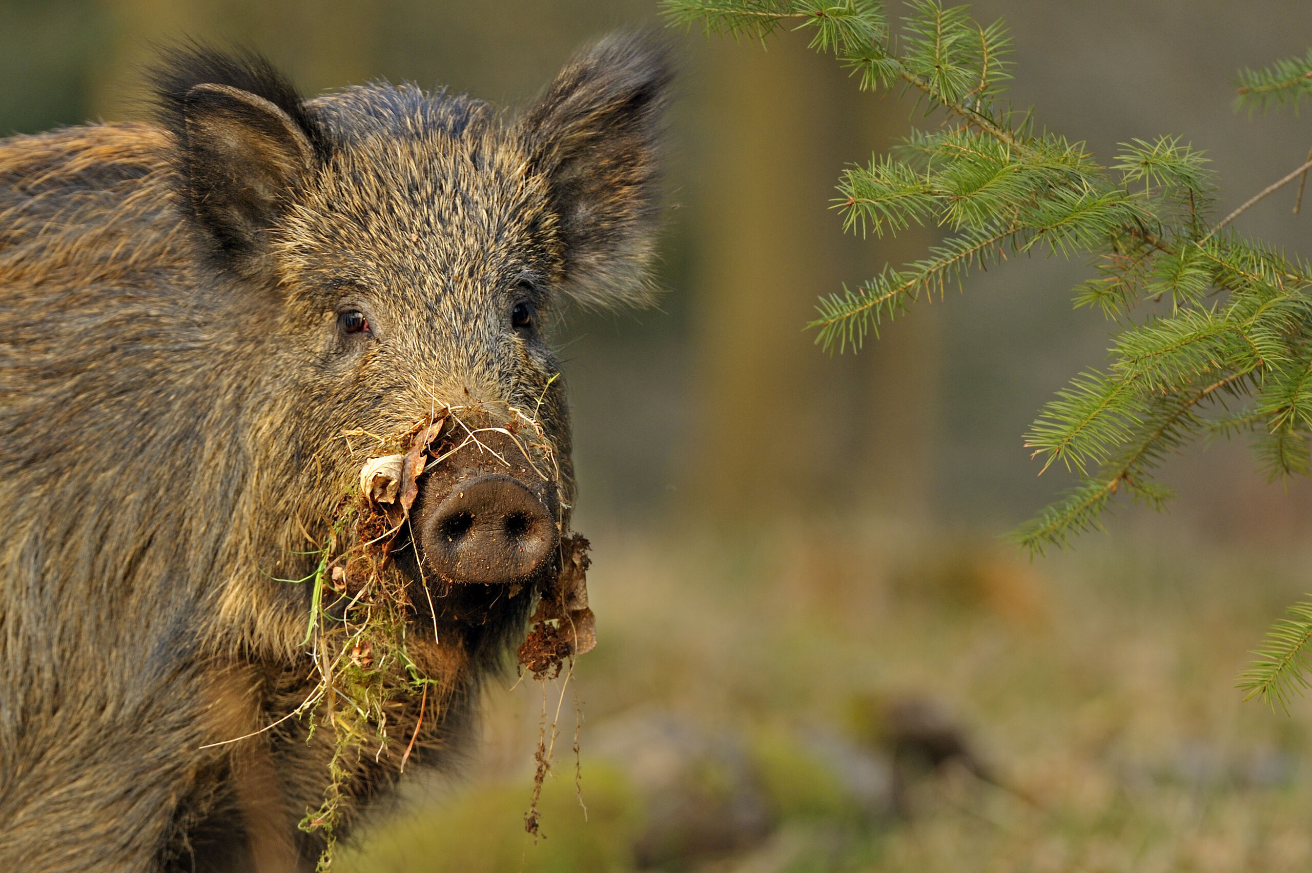 Female wild boar (Sus scrofa) in a forest