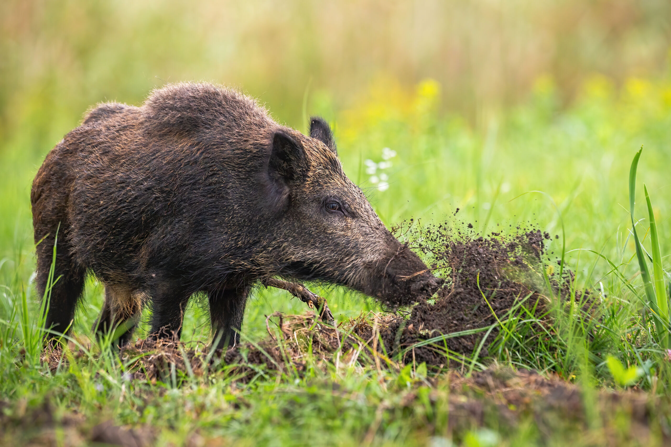 Wild boar digging in grassland.