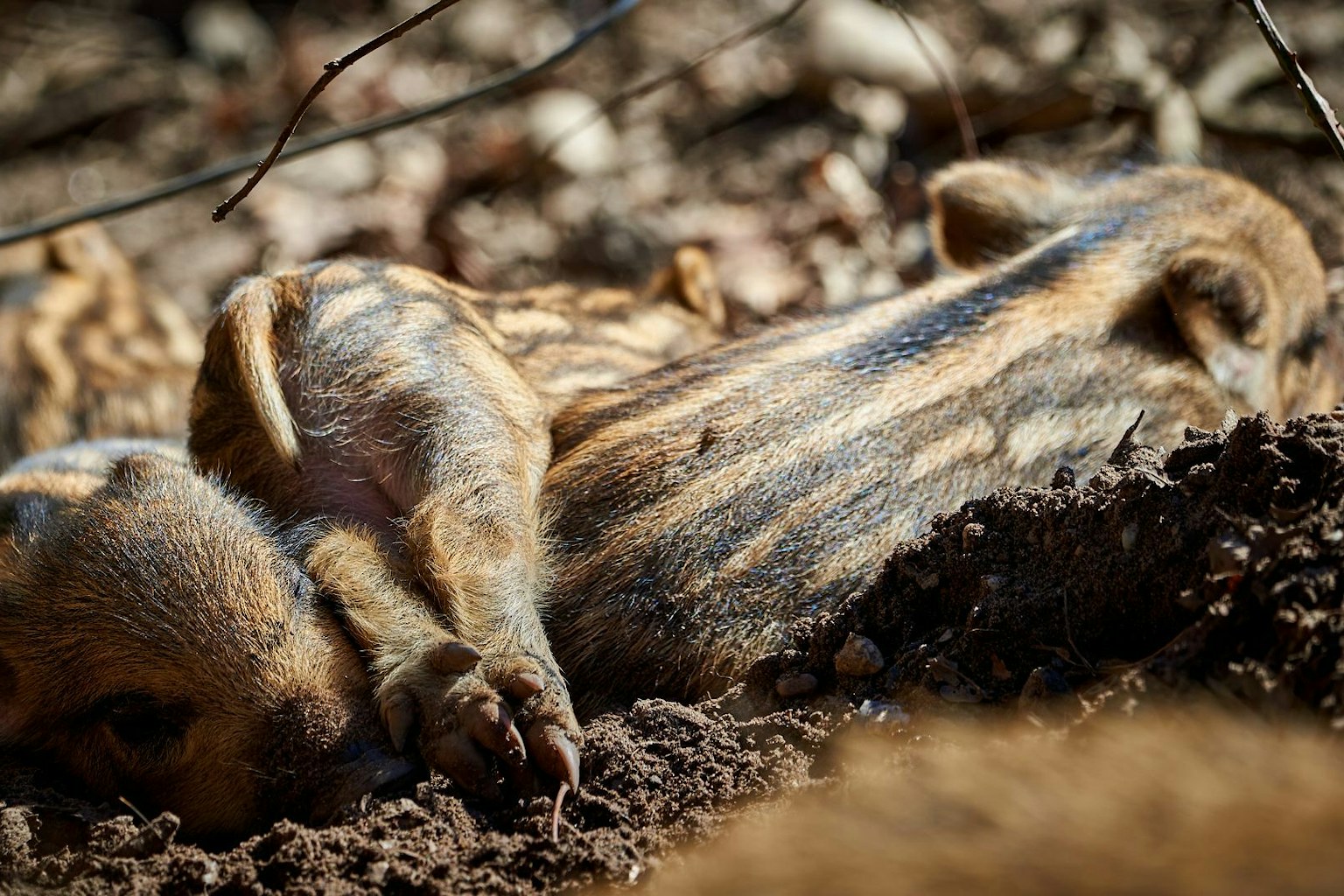 wild boar piglets sleeping in an earthy, woody den