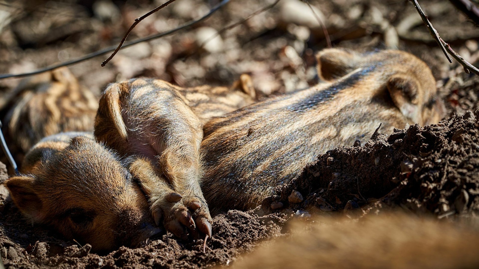 wild boar piglets sleeping in an earthy, woody den