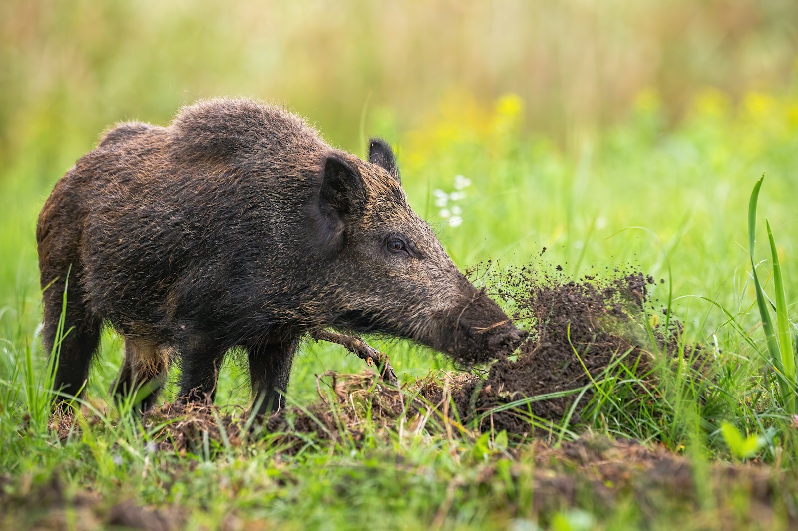 Wild boar rewilding