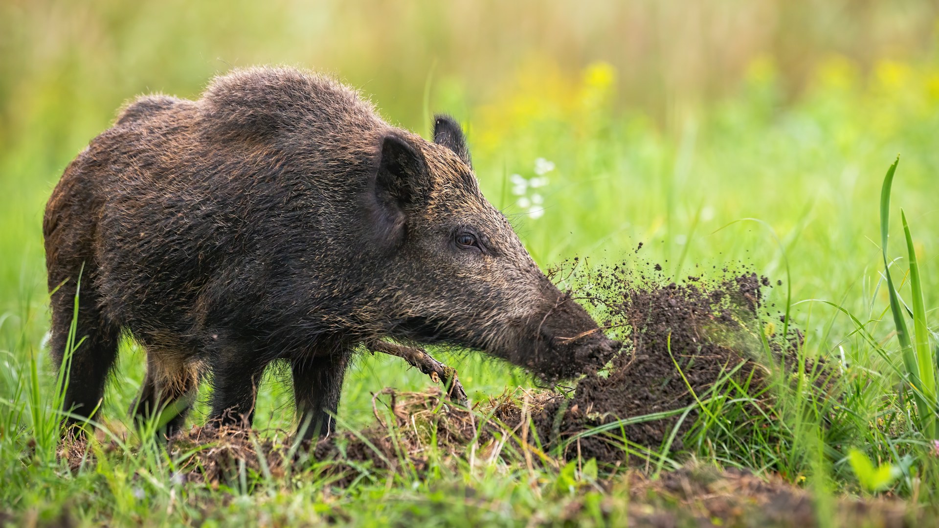 Wild boar rewilding
