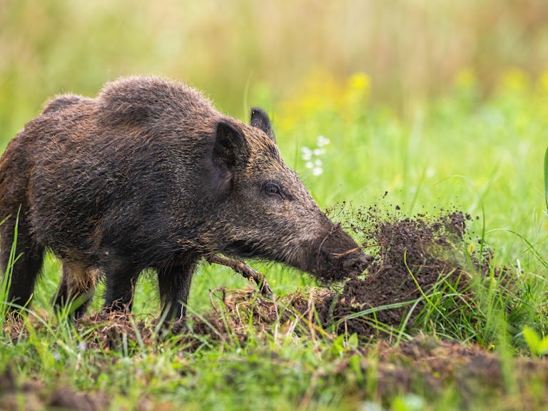 Wild boar rewilding