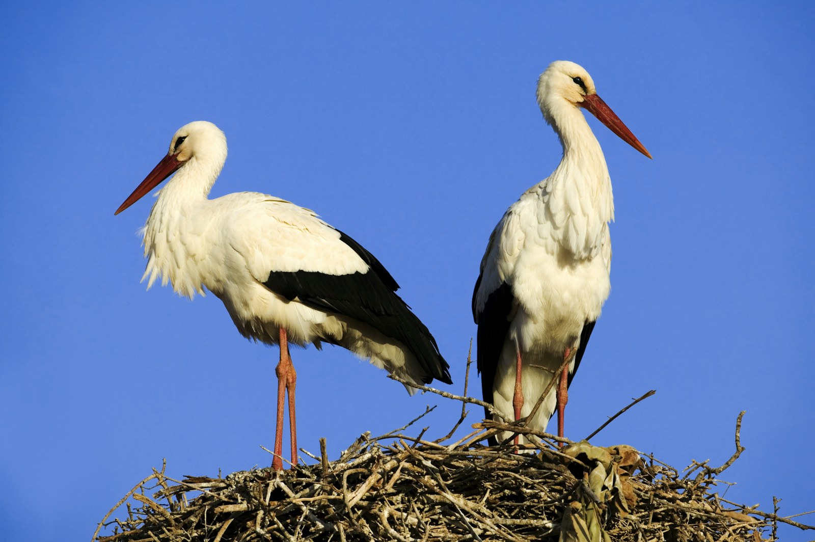 Wild storks