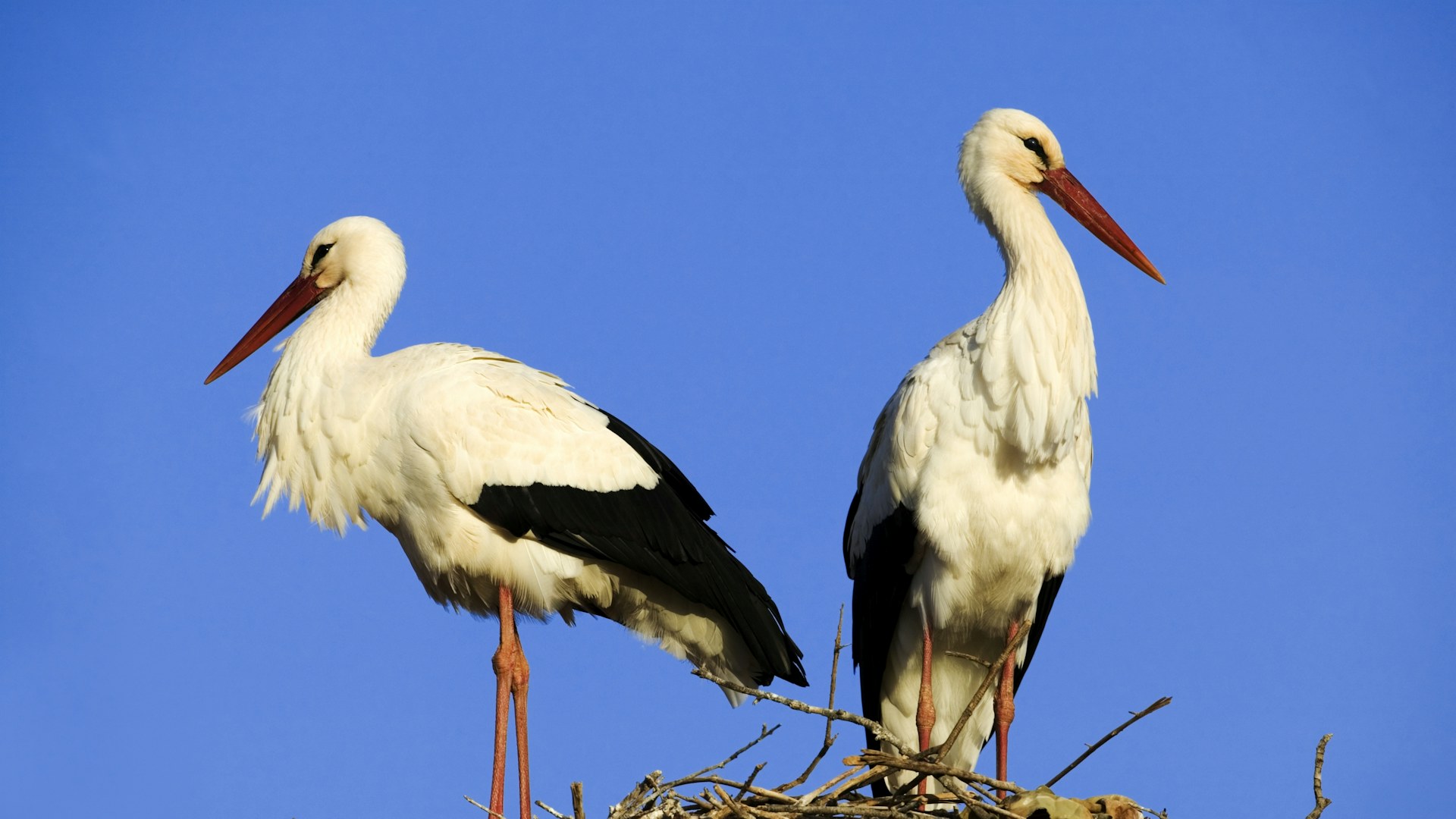 Wild storks