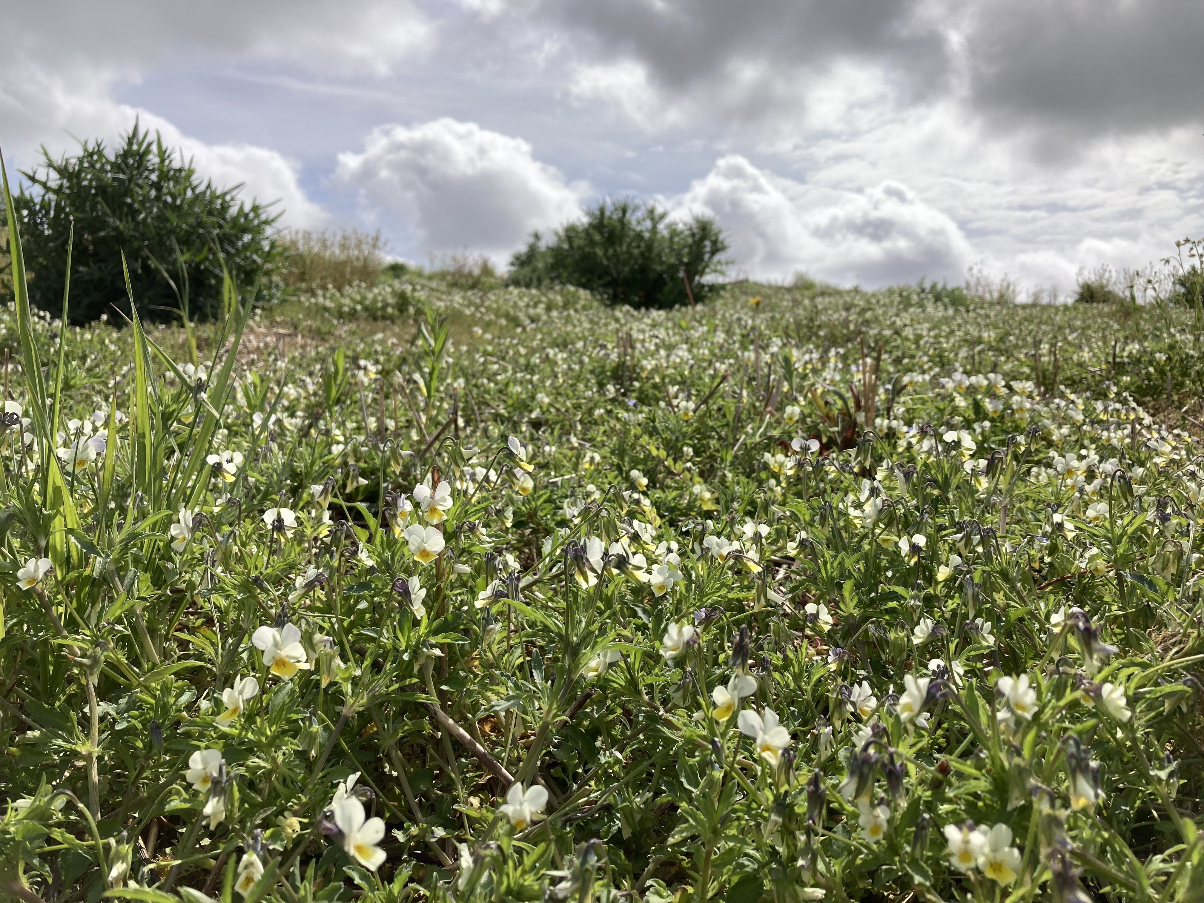 Wild woodbury feld pansy