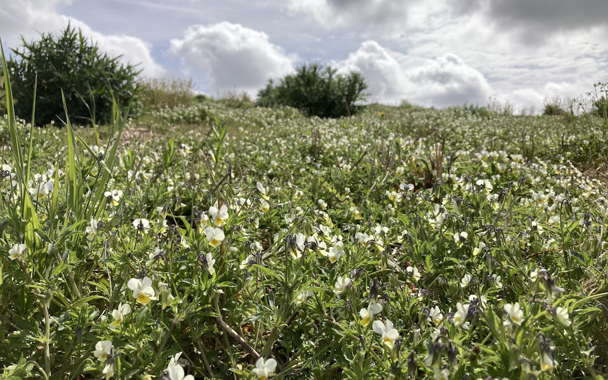 Wild woodbury feld pansy