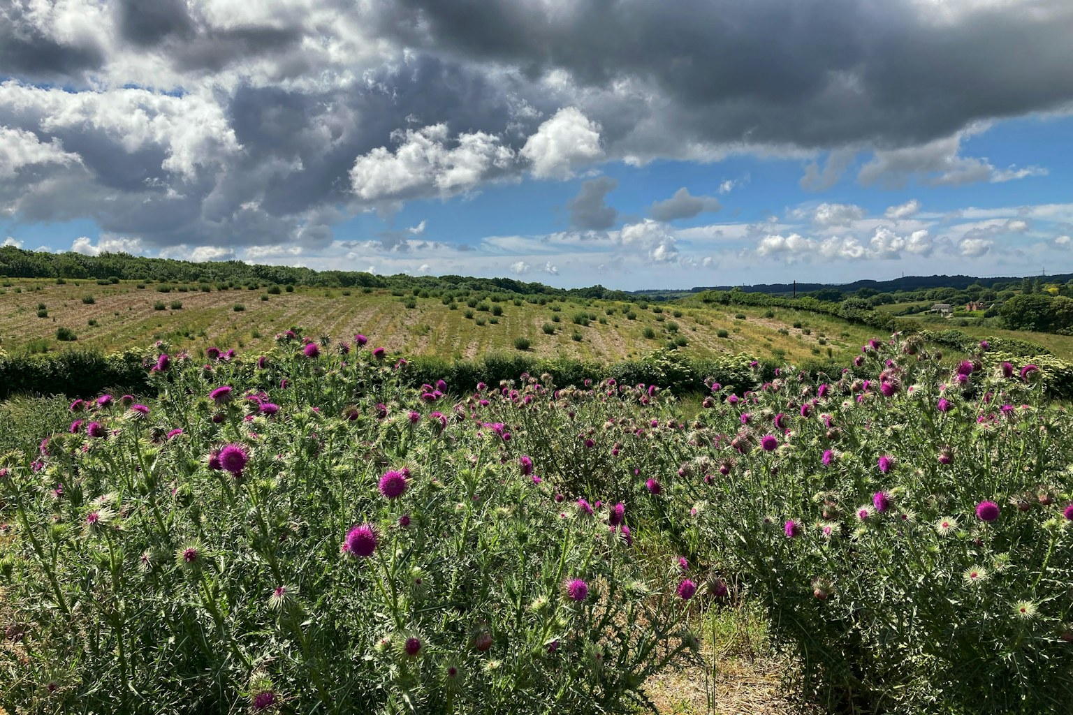 Wild woodbury flowering musk thistle