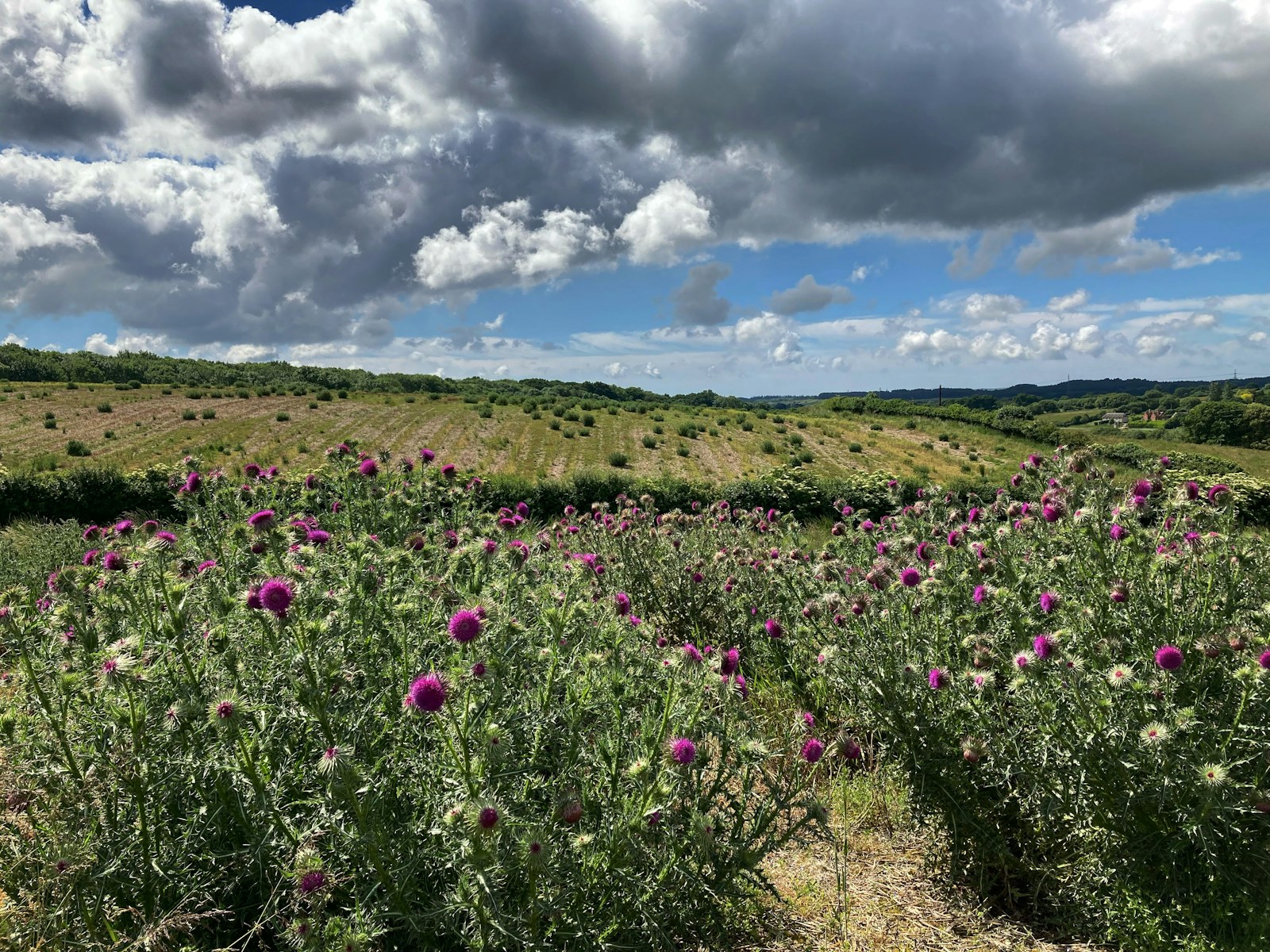Wild woodbury flowering musk thistle