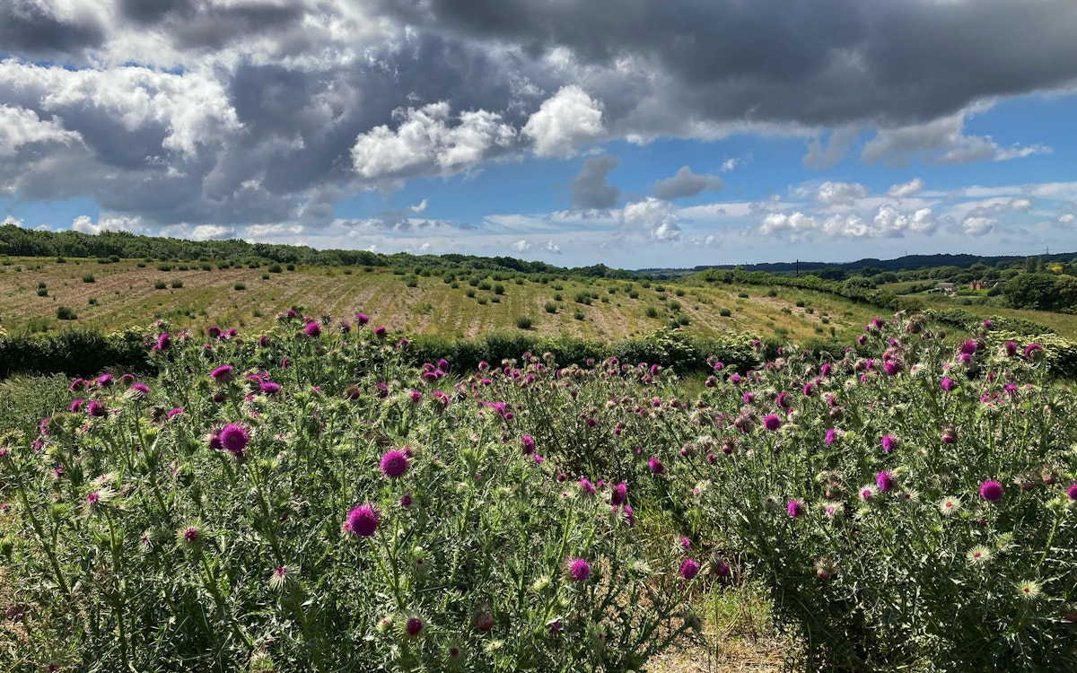 Wild woodbury flowering musk thistle