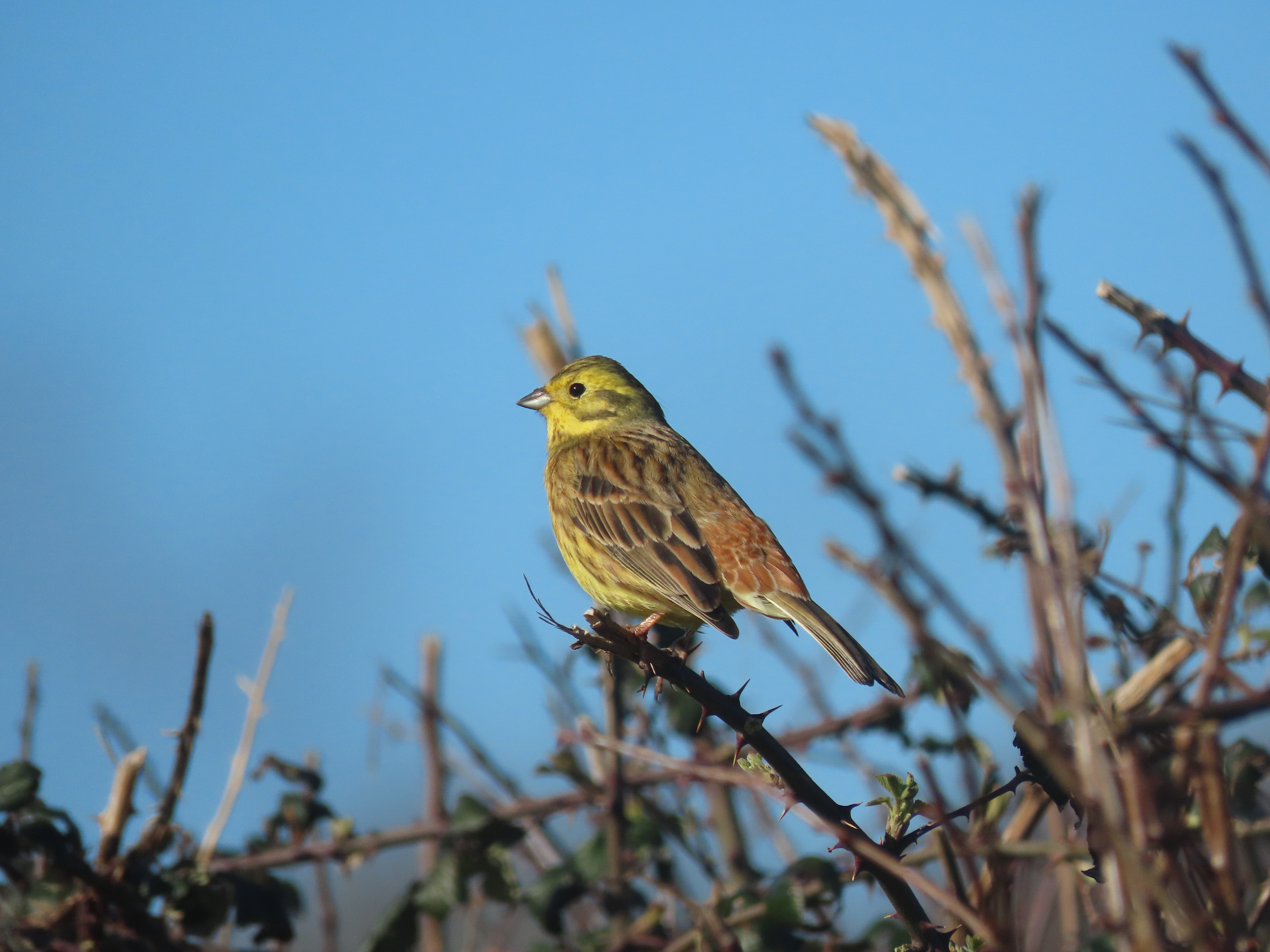 Yellowhammer perched at Wild Woodbury