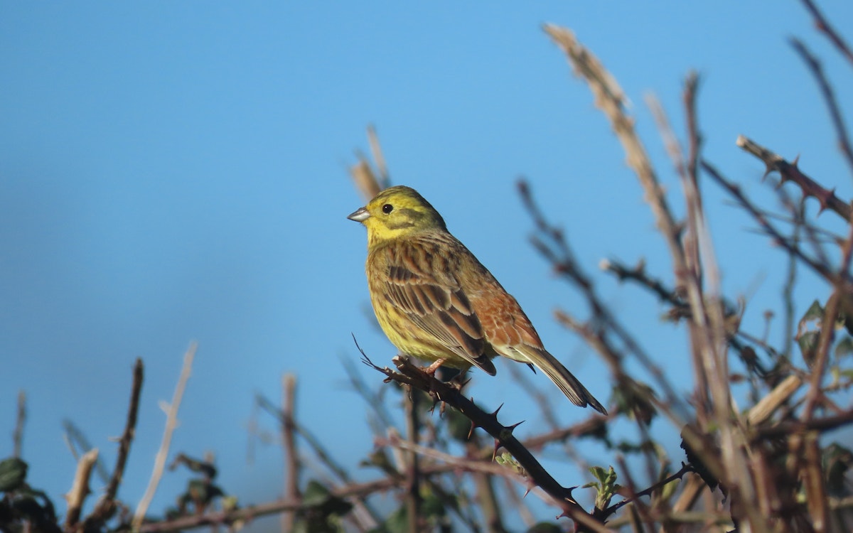 Yellowhammer perched at Wild Woodbury
