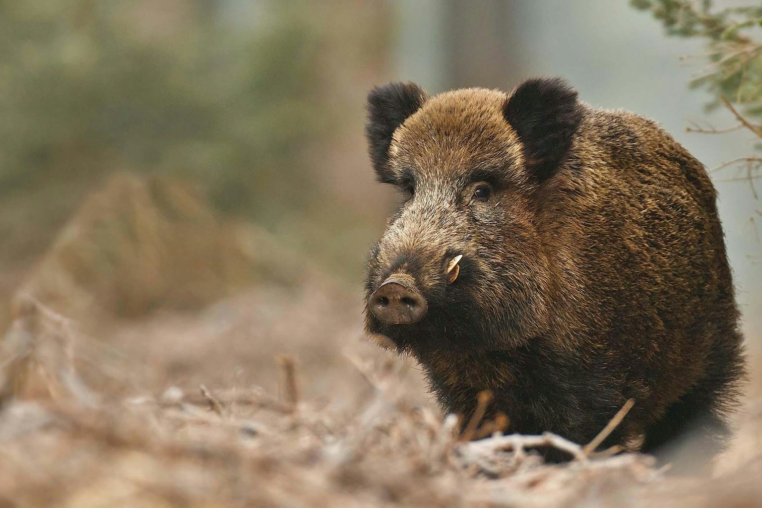 Wild boar in forest