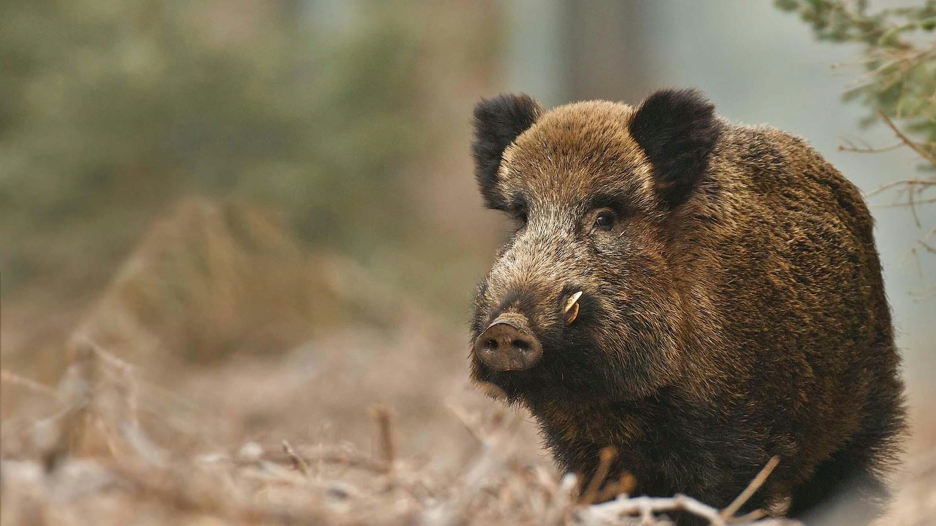 Wild boar in forest