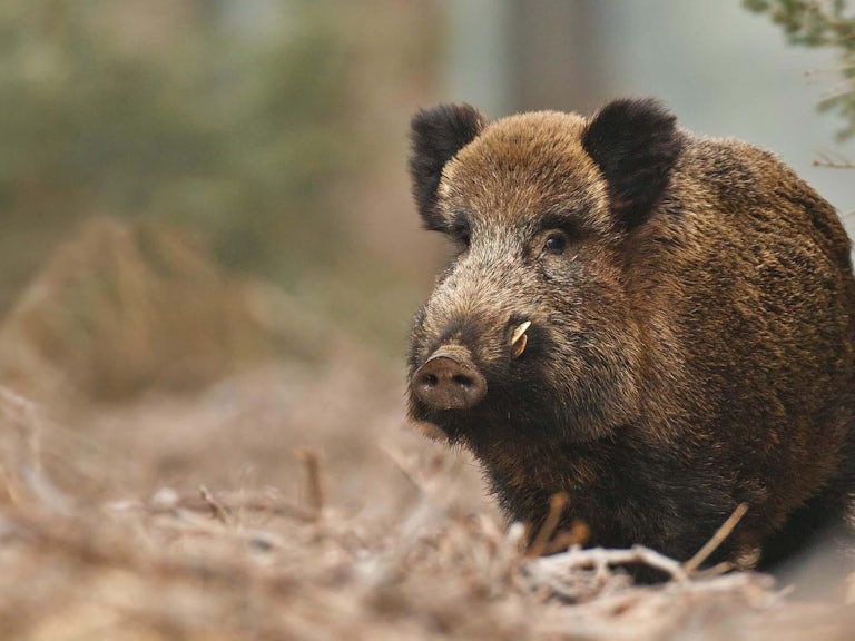 Wild boar in forest