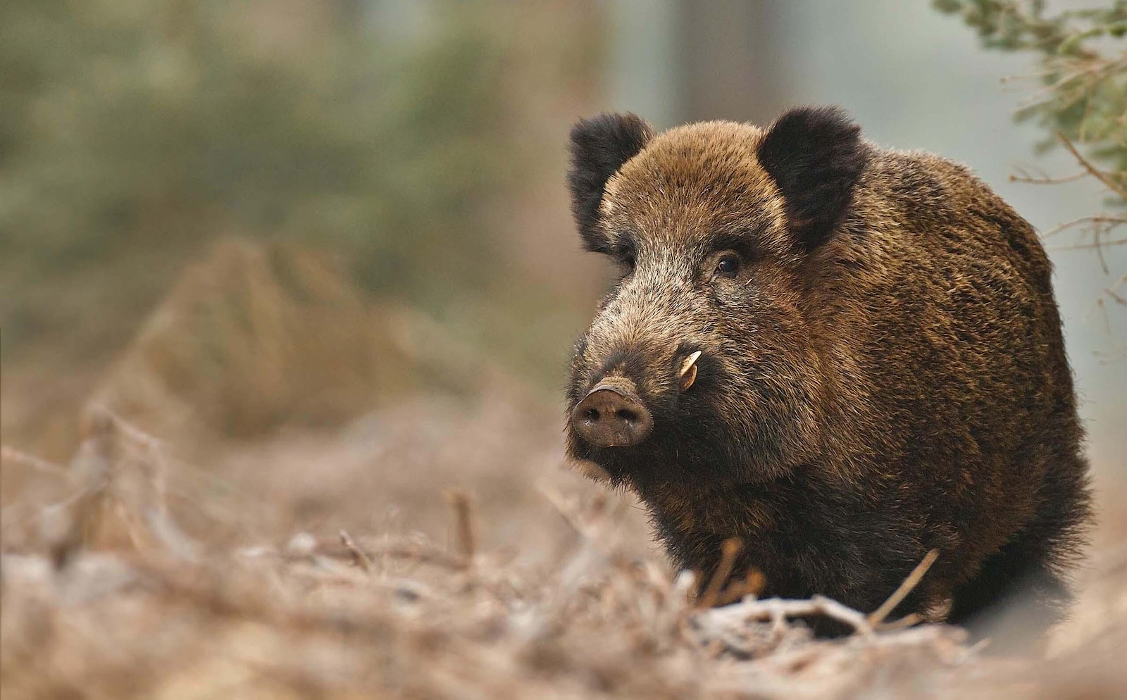 Wild boar