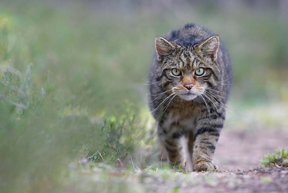Wildcat walking towards camera