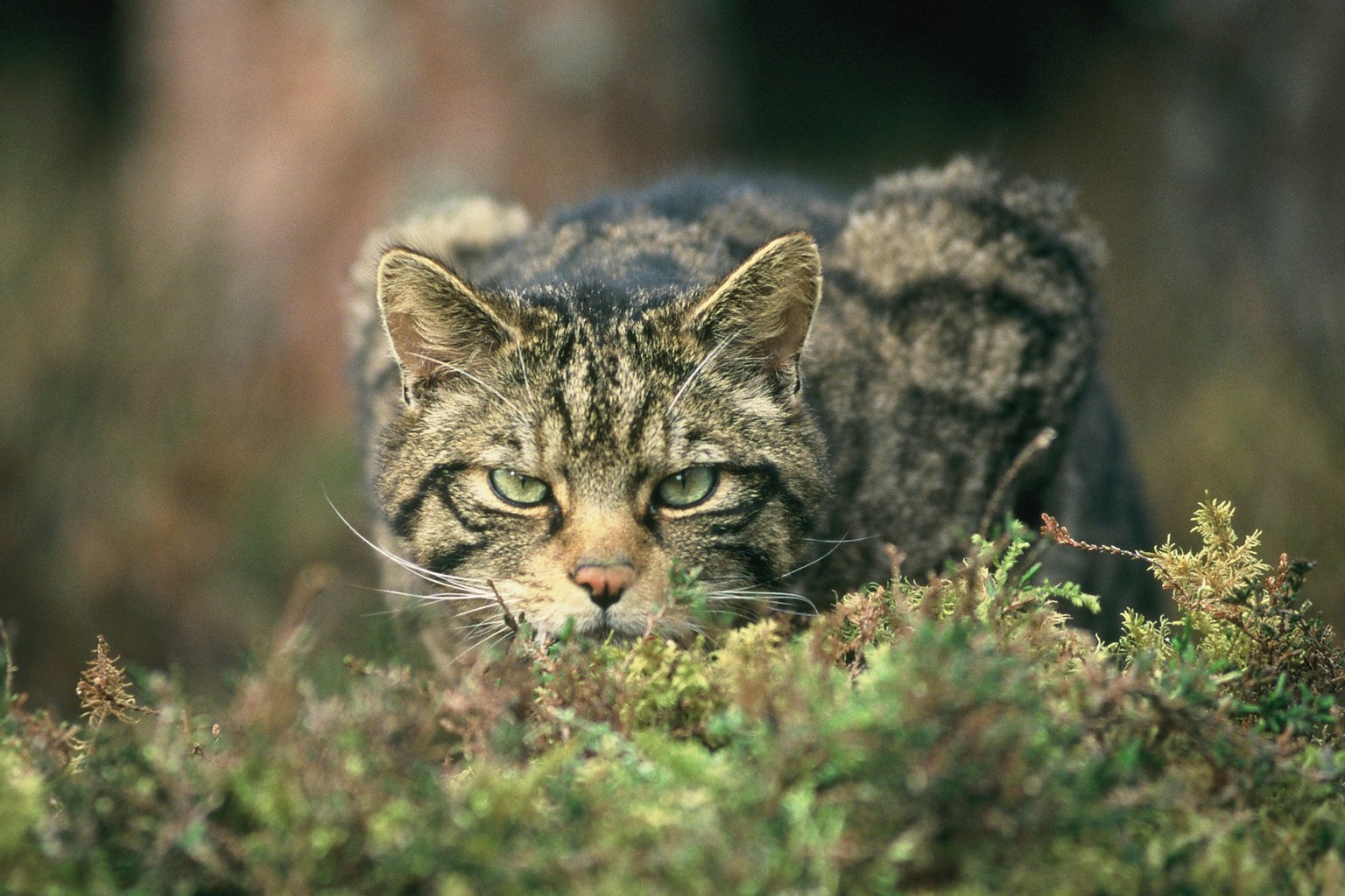 Wildcat