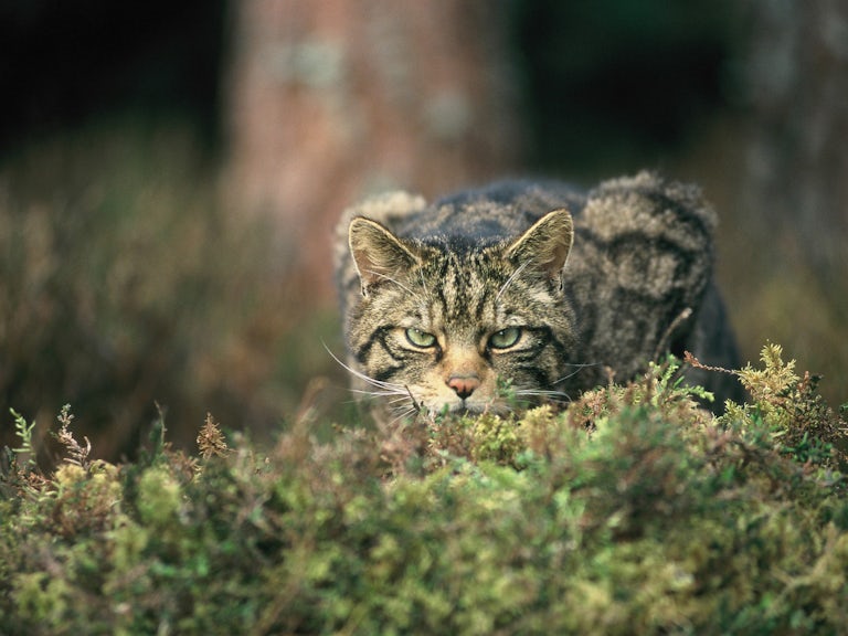 Wildcat