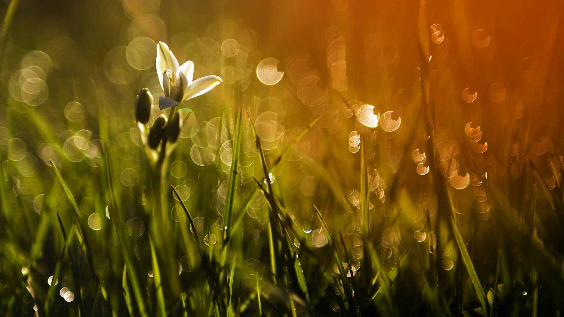 Wildflowers