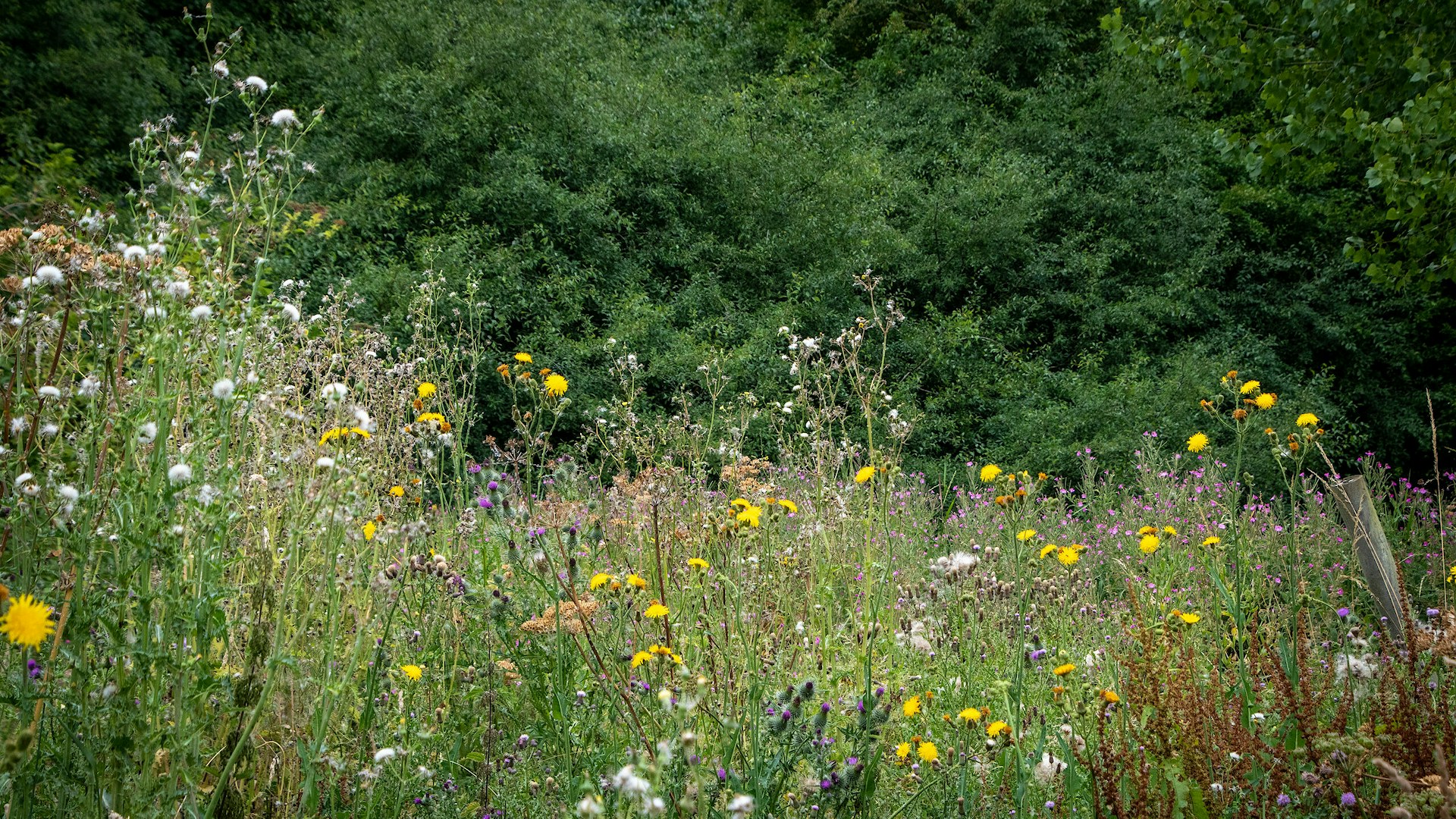 Wildflower meadow at Boothby Wildland, Lincolnshire