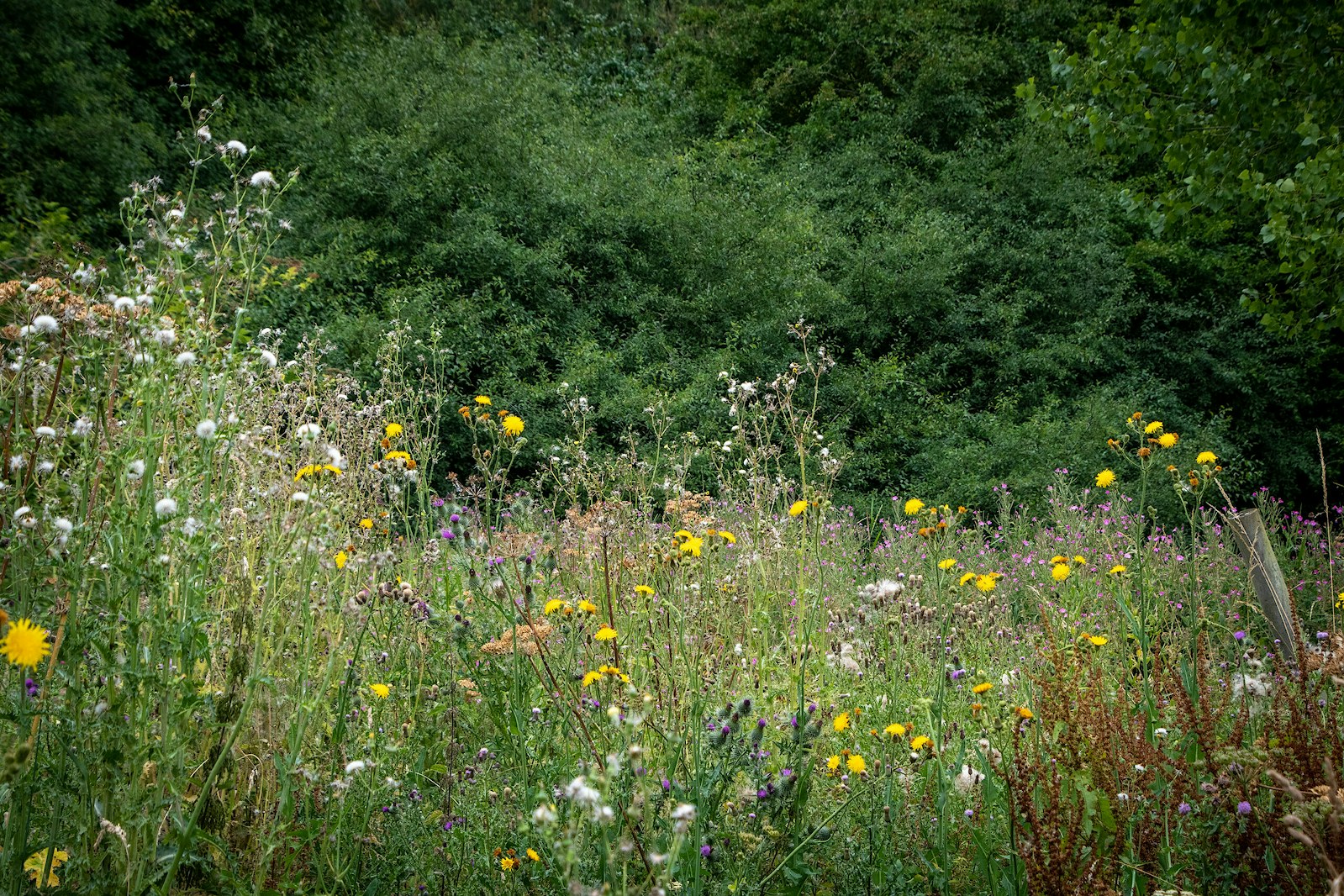 Wildflower meadow at Boothby Wildland, Lincolnshire
