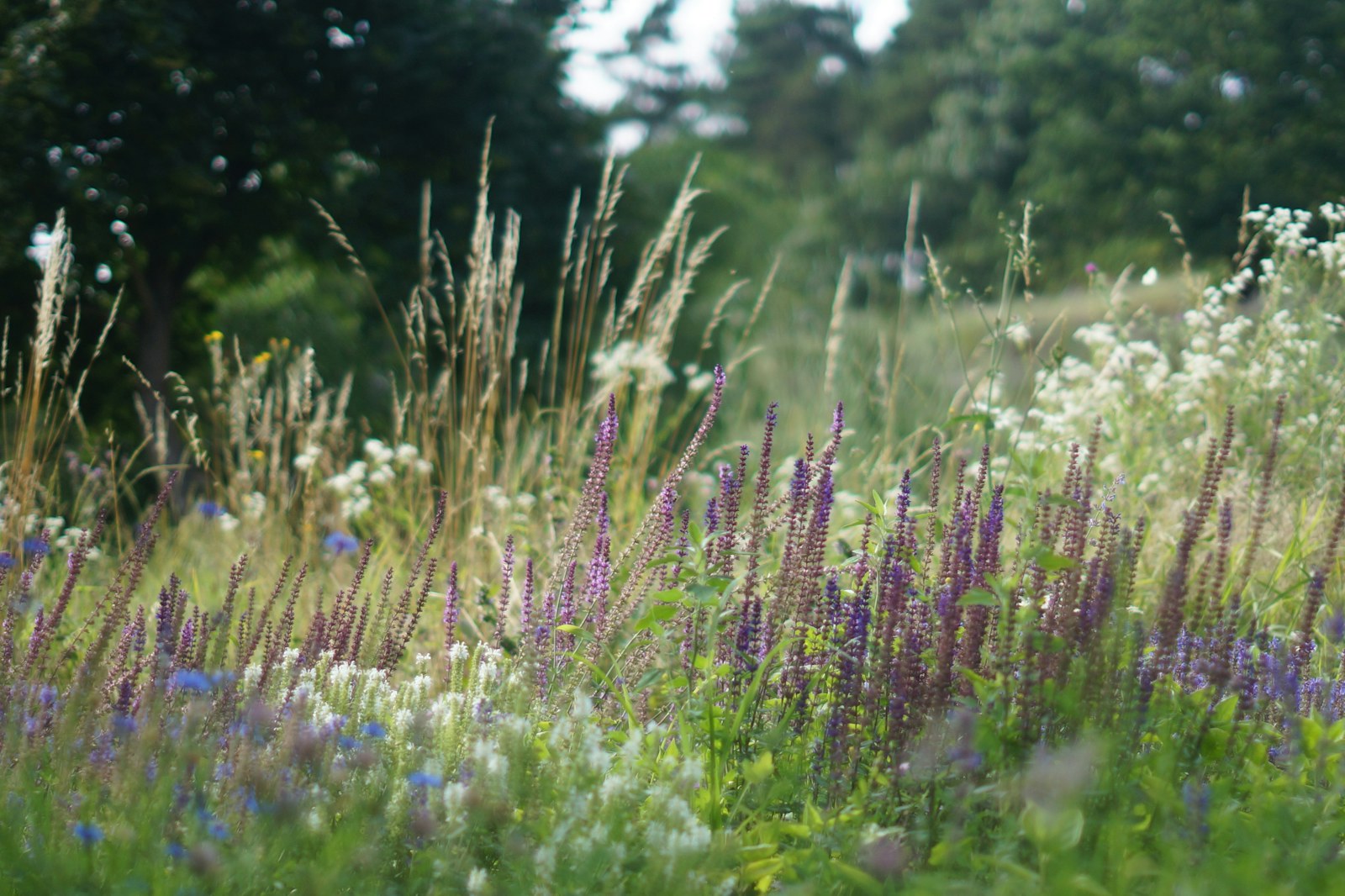 Wildlife friendly plants