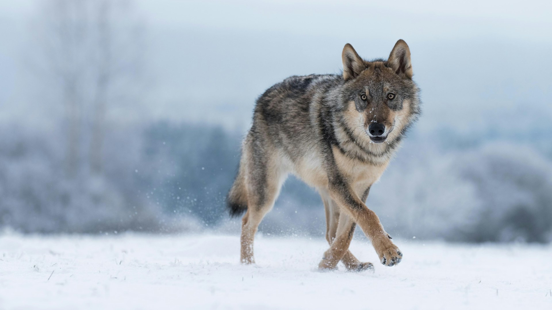 Wolf in snow