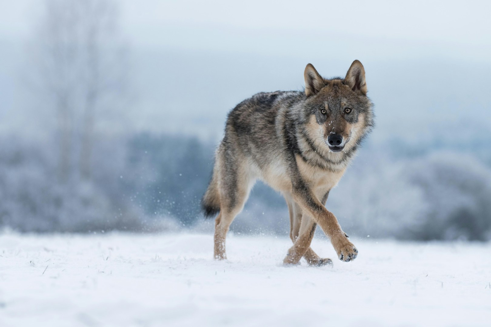Wolf Running Shorts – Cascada