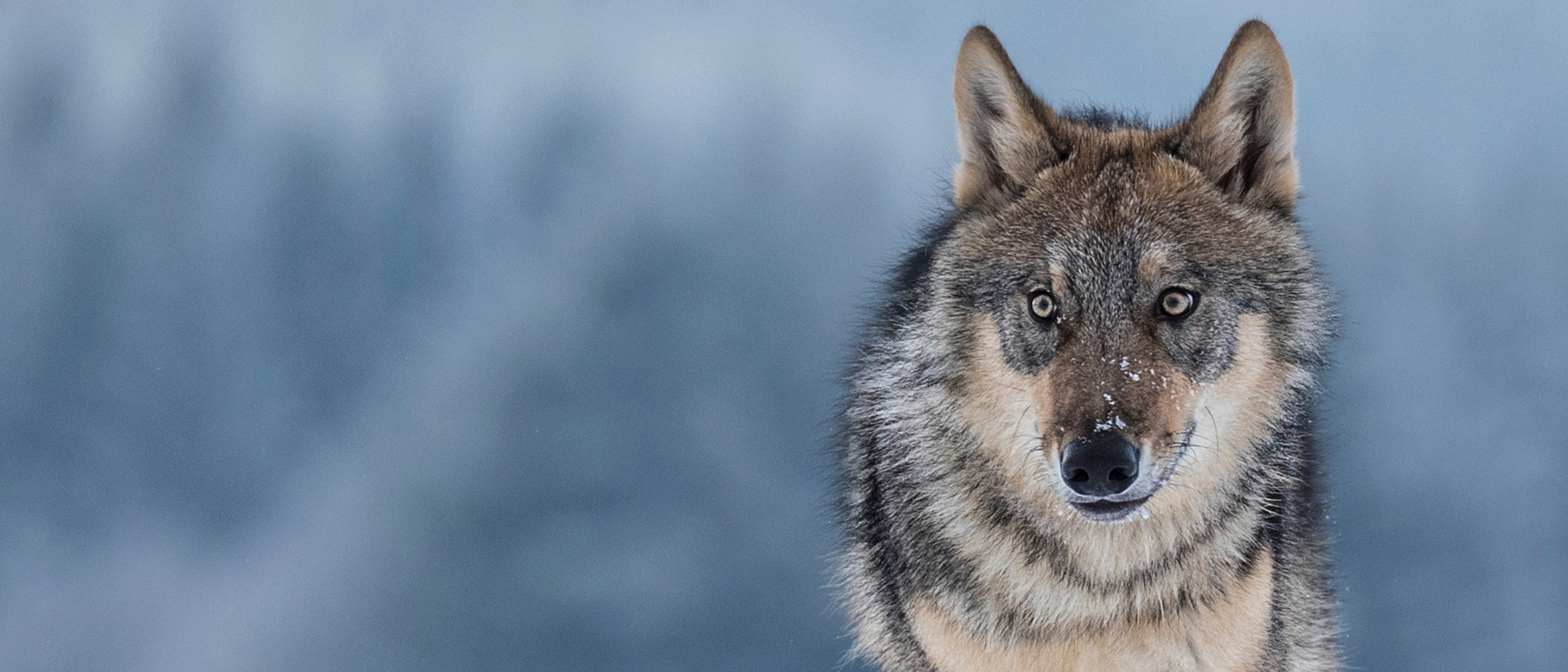 Wolf reintroduction & conservation | Rewilding Britain