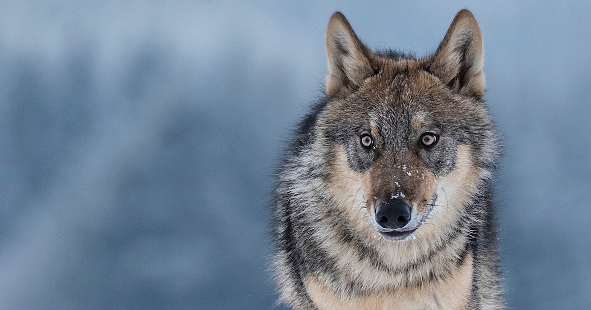 Rewilding Britain’s Page on the Wolf
