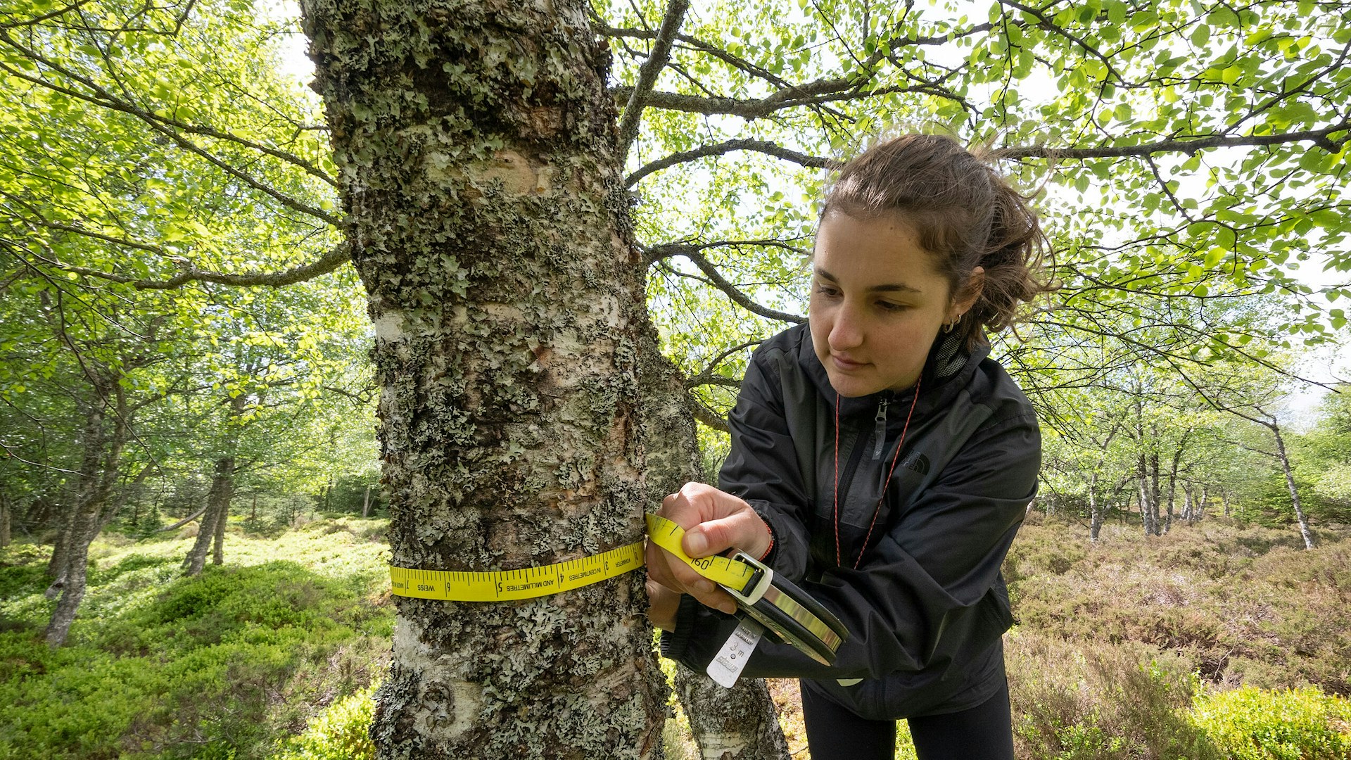 Woman measuring tree girth