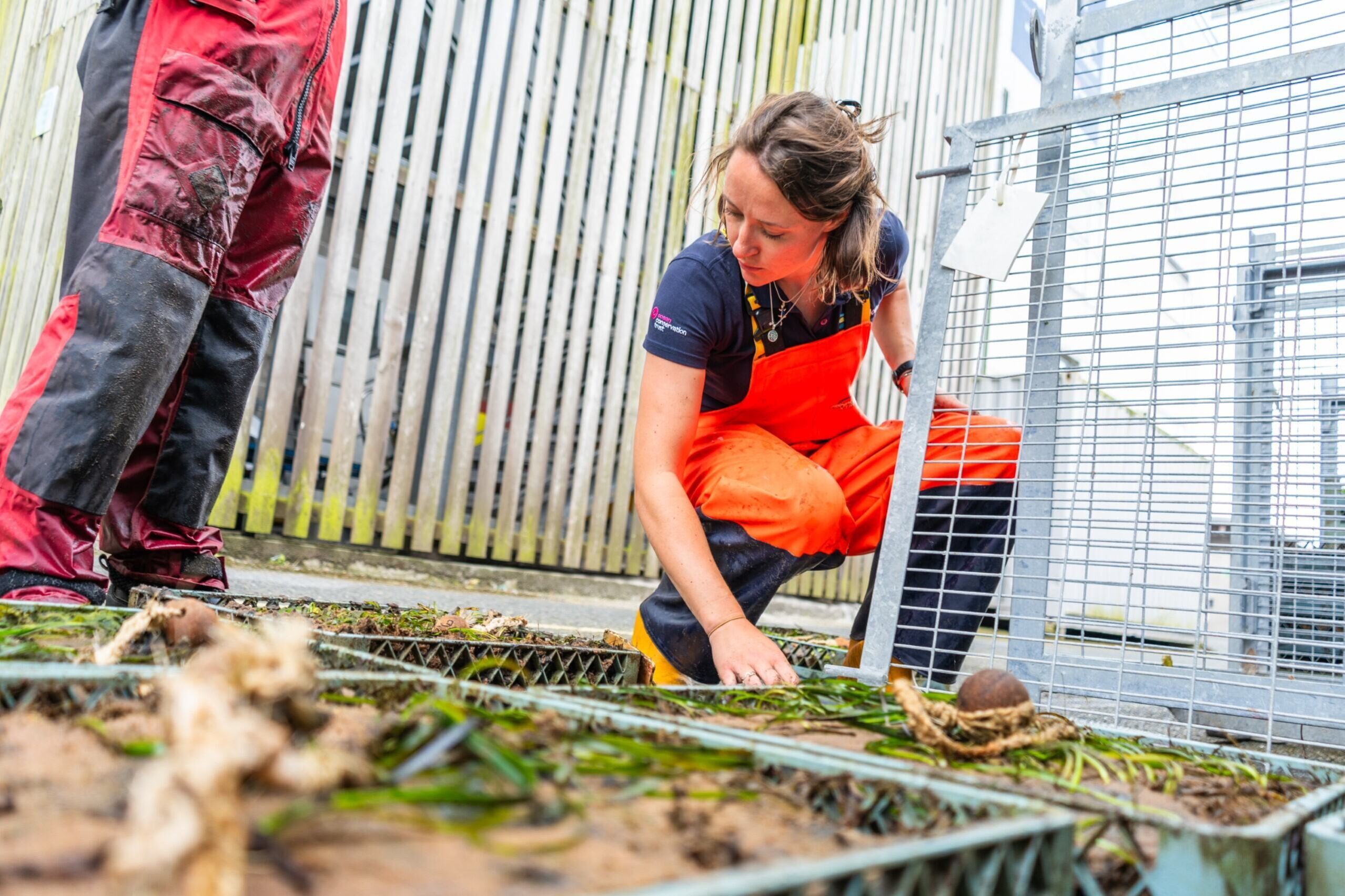 Woman sorting through seagrass.