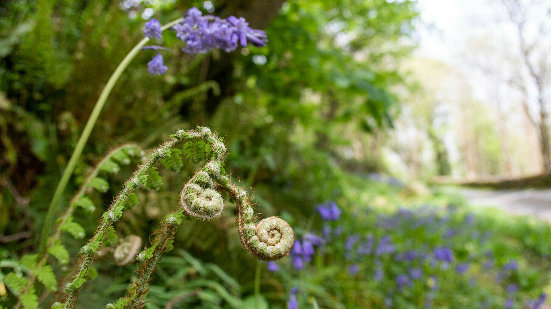 woodland bluebells