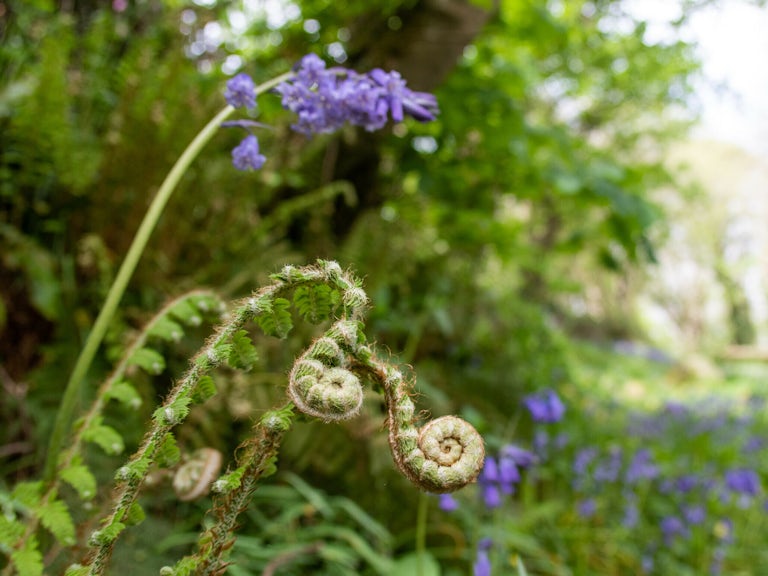 woodland bluebells