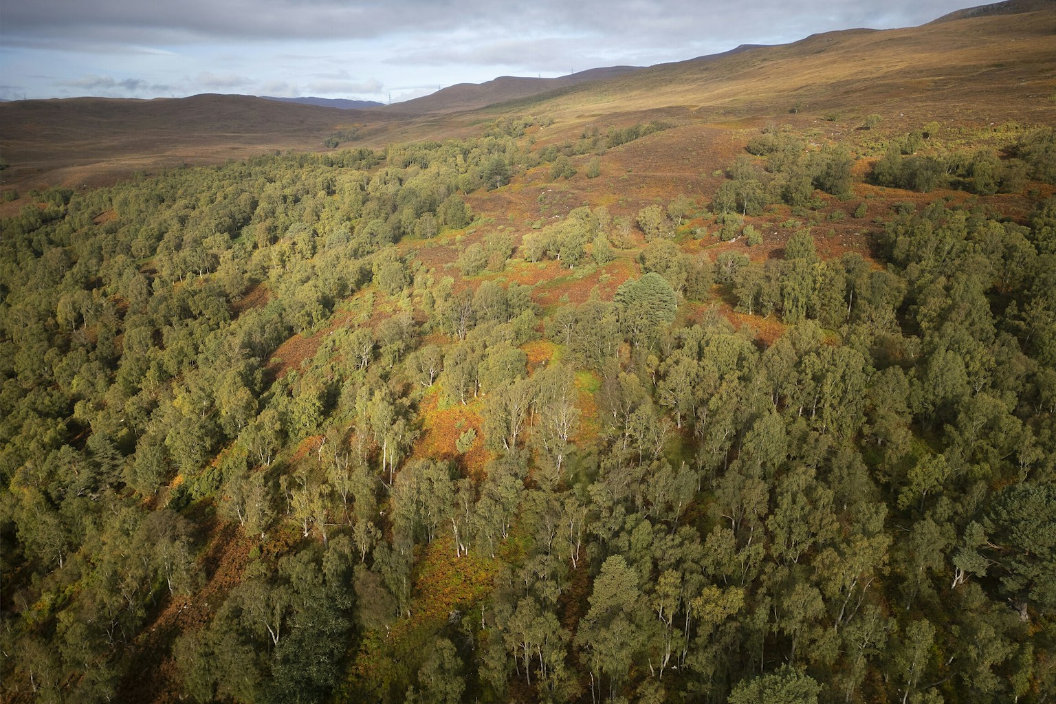 Woodland landscape, Dundreggan, Scottish Highlands.