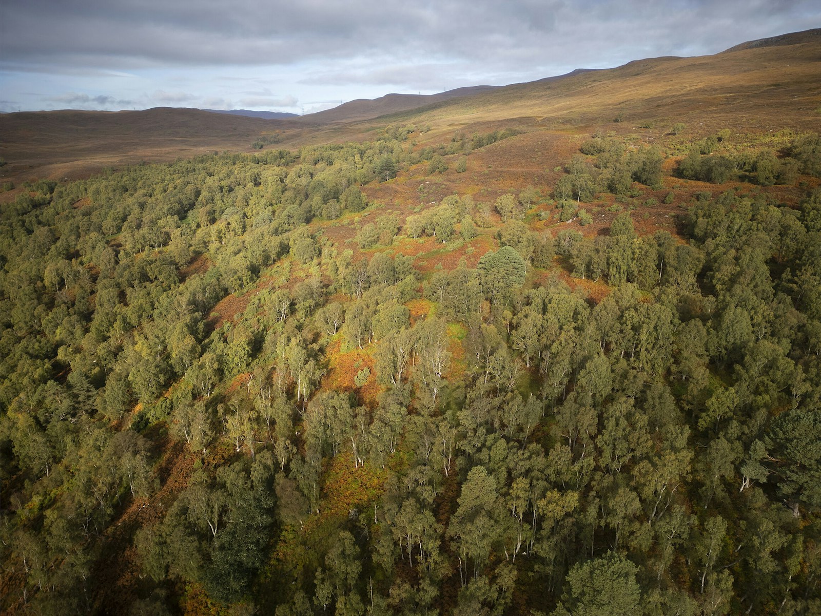 Woodland landscape, Dundreggan, Scottish Highlands.