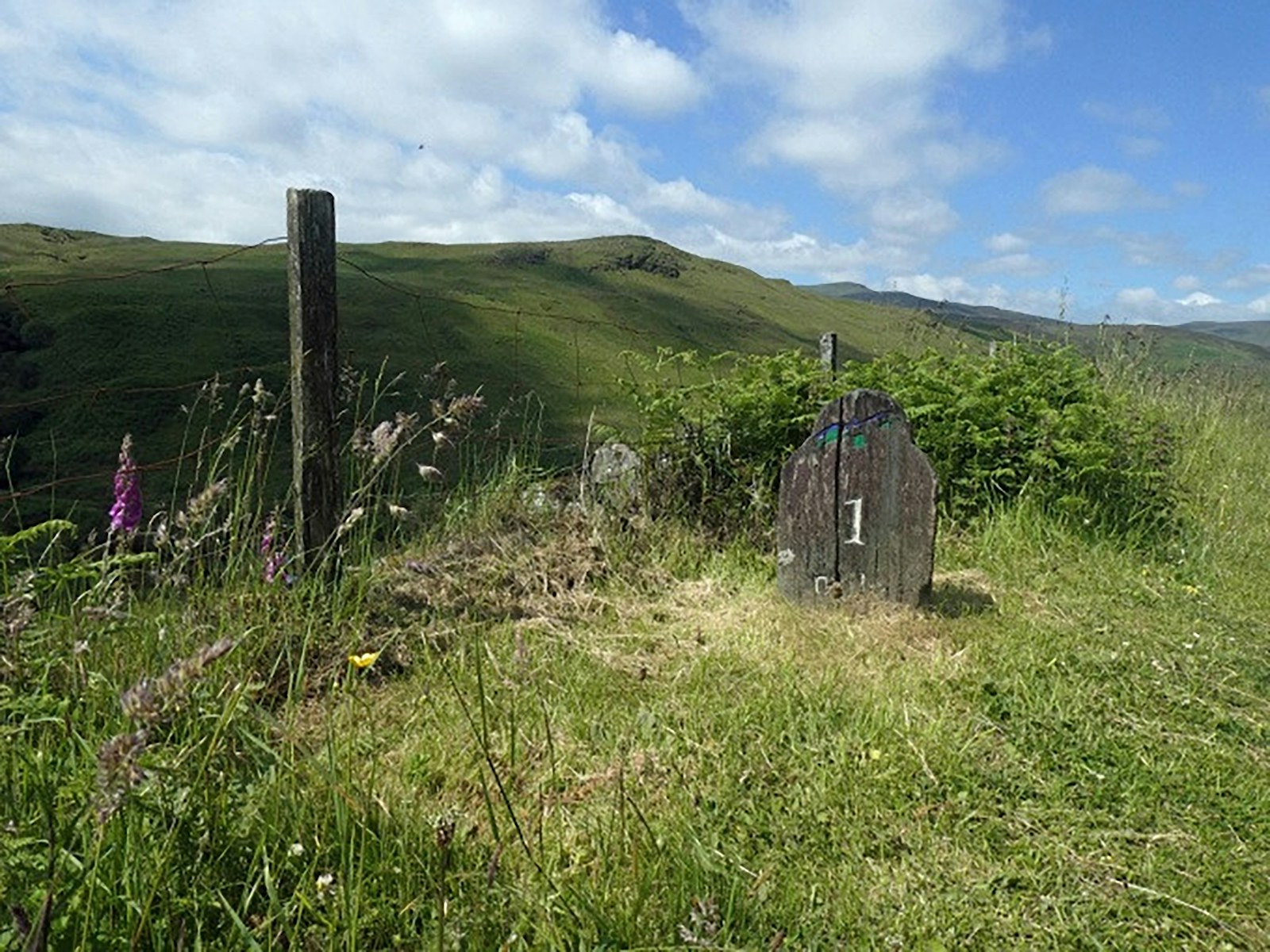 Grassland habitat at Yearn Stane Rewilding Project in Scotland