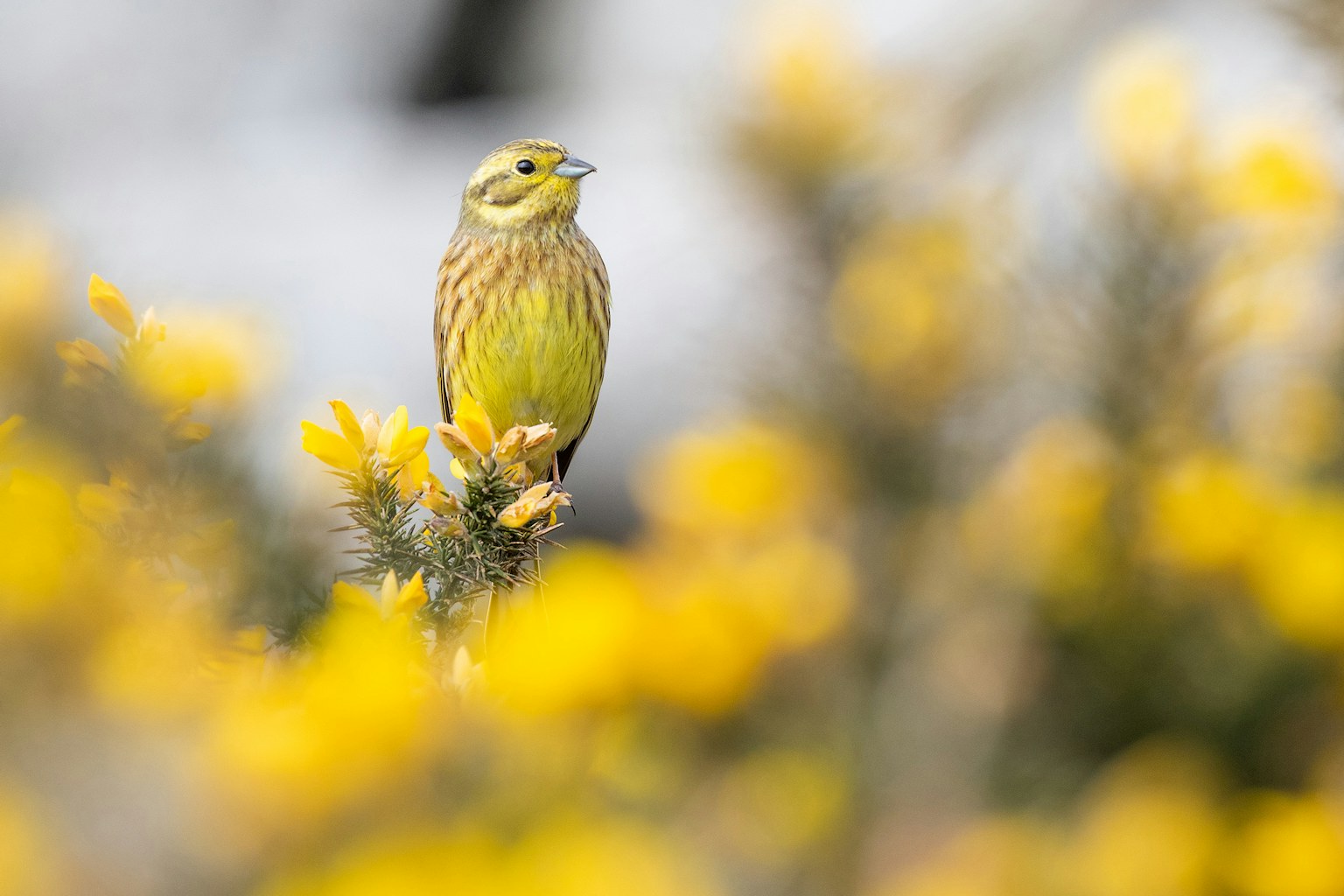 Yellowhammer