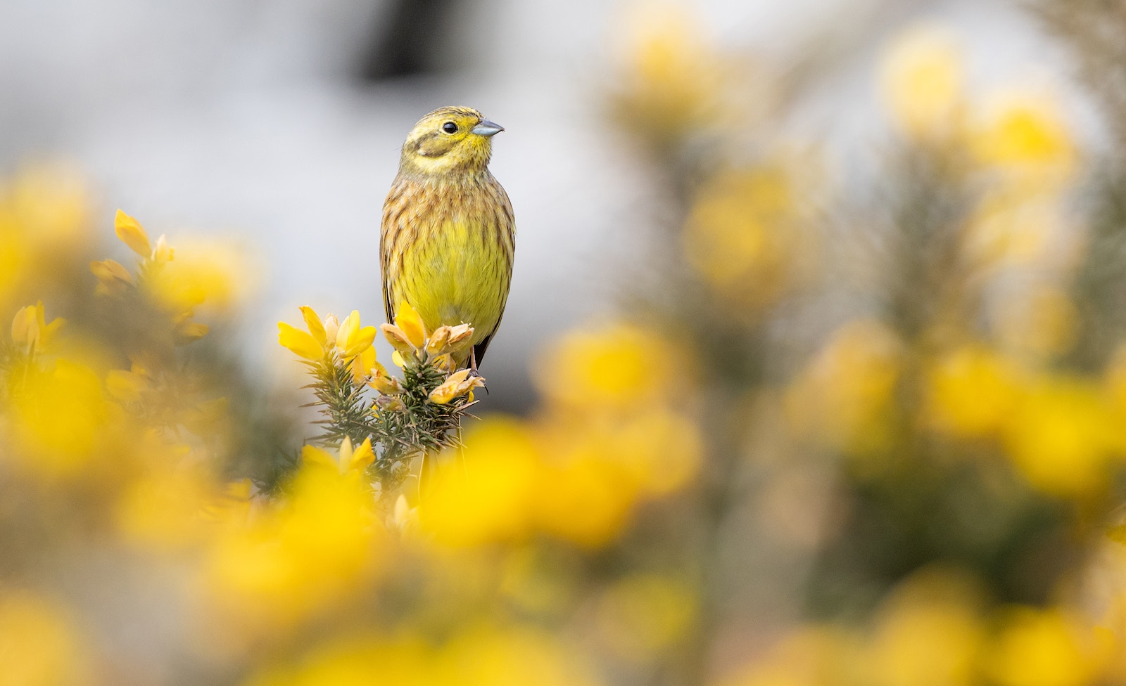 Yellowhammer