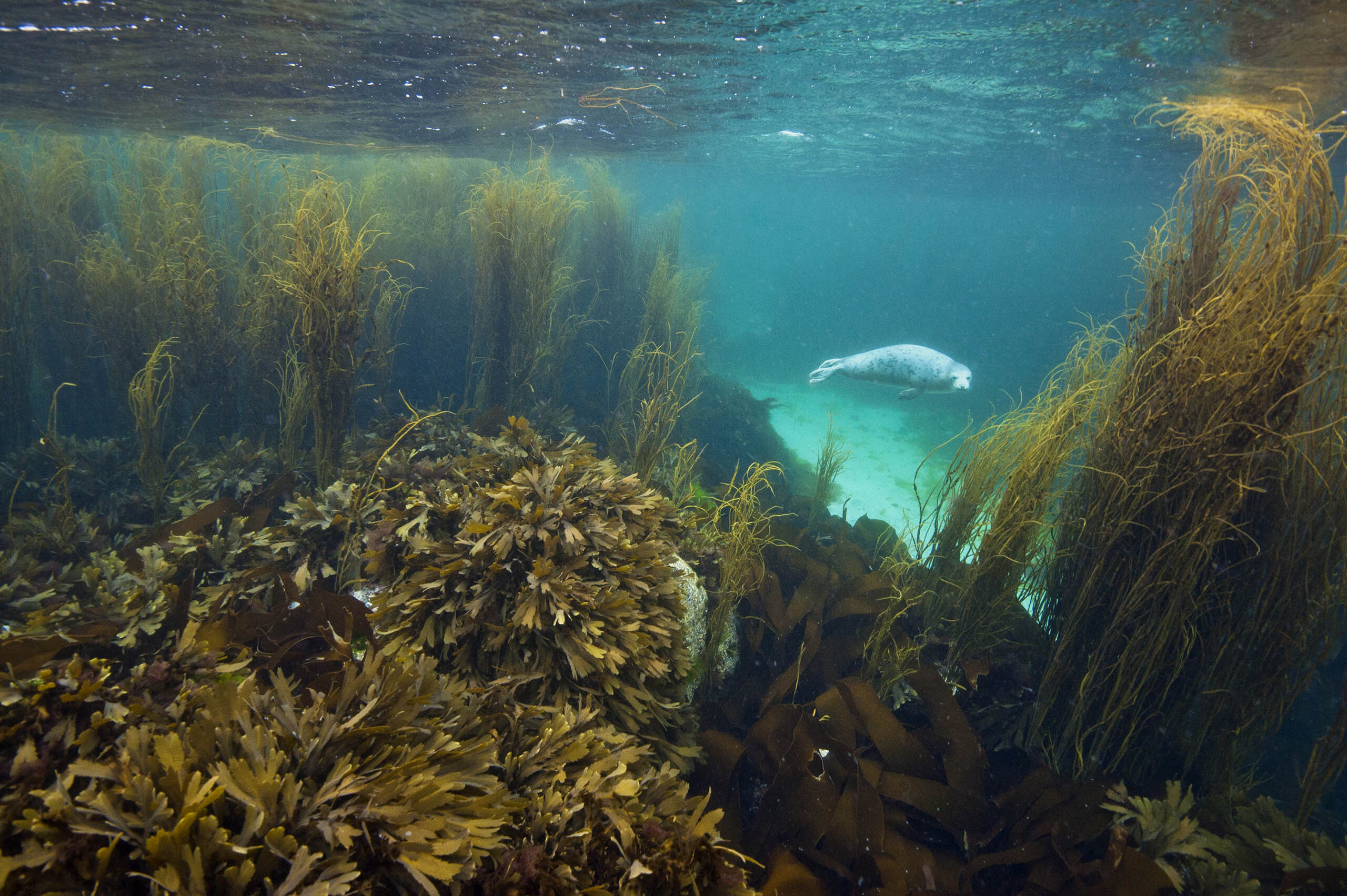 Young grey seal in marine environment