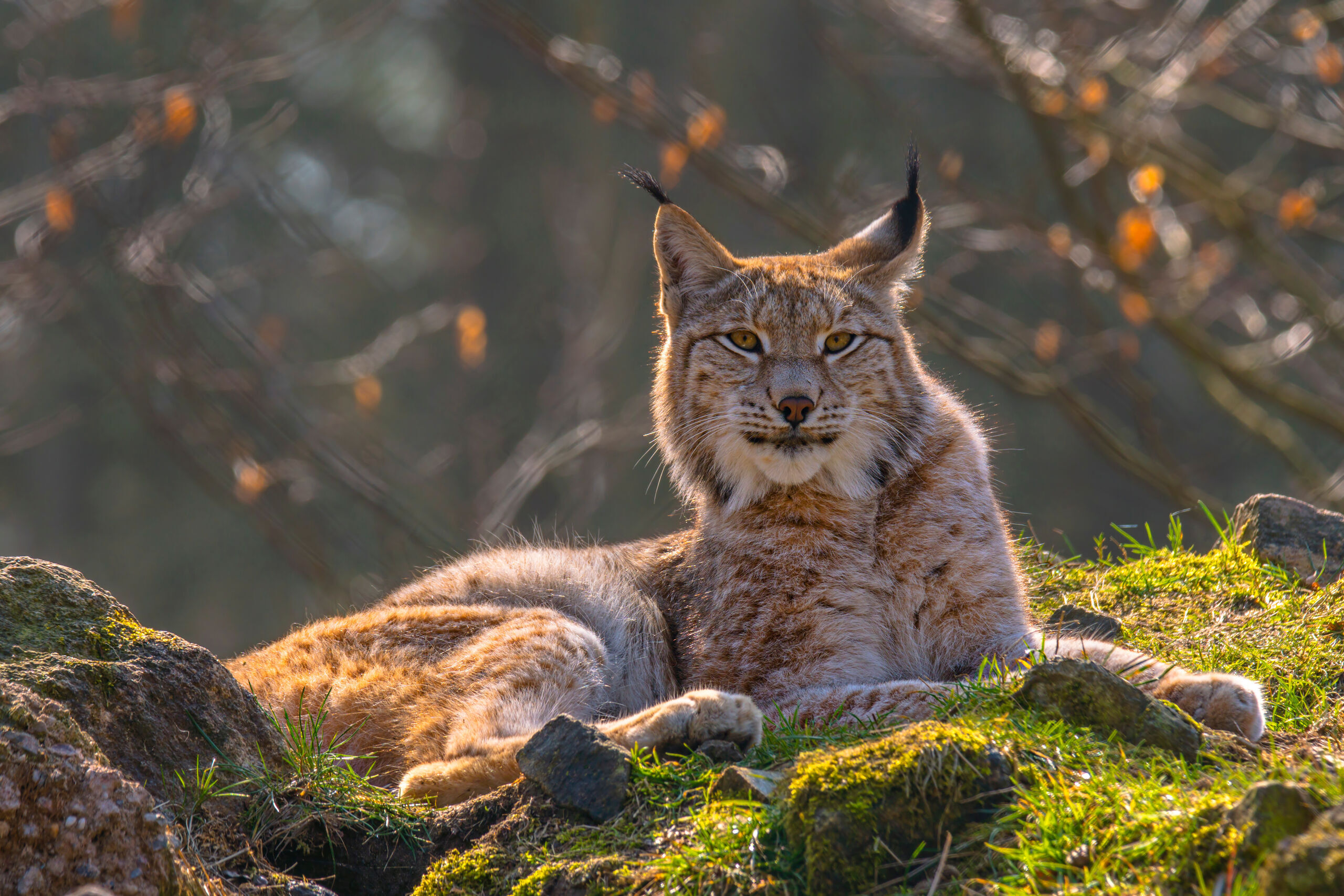 Young Eurasian lynx in woodland.