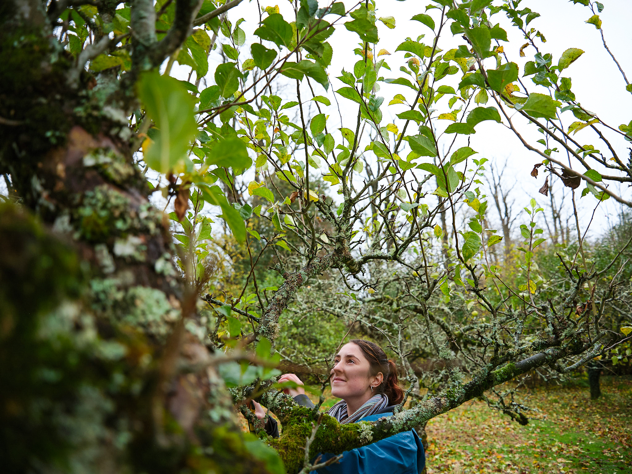 Young woman looking at tree.